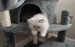 Siberian cats for sale: Siberian Neva Masquerade kittens - Image 18