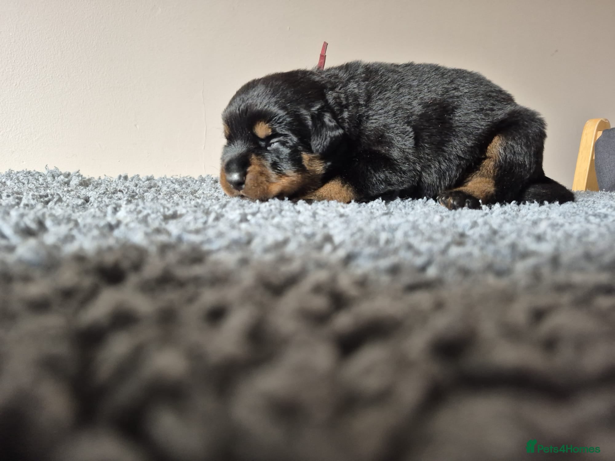 Rottweiler dogs RKC Registered Traditional Rottweiler Puppies  - Advert 2