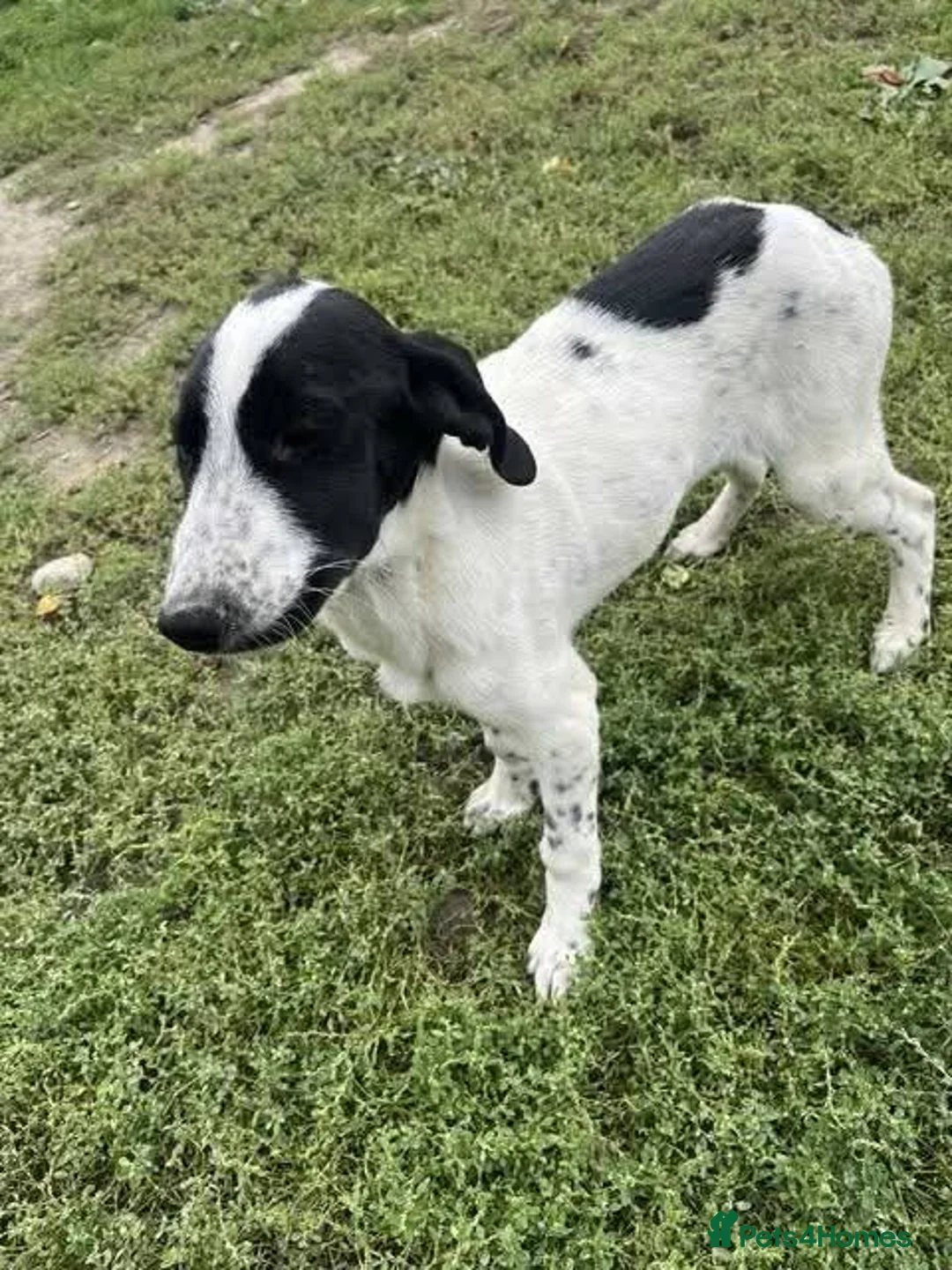 Mixed Breed dogs for adoption: Meet Annabel, currently residing in Hertfordshire  - Advert 10