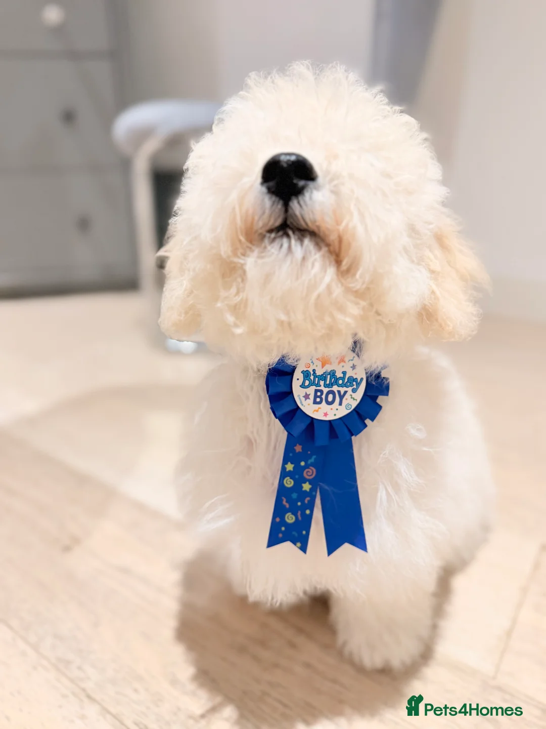 Maltipoo dogs for sale: 5‑Month‑Old Maltipooo Looking for a Loving Home - Advert 19