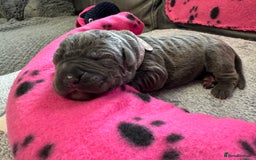 Neapolitan Mastiff dogs for sale: Neapolitan mastiff puppies  - Image 21