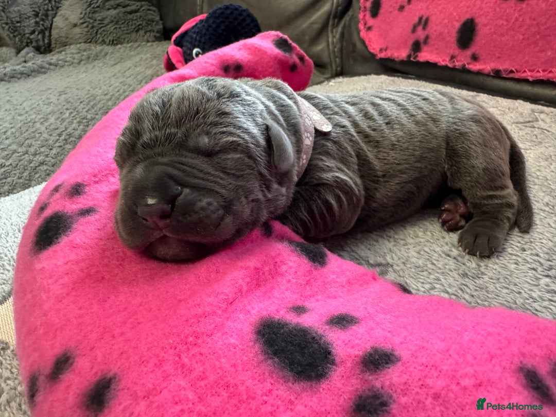 Neapolitan Mastiff dogs for sale: Neapolitan mastiff puppies  - Image 21