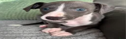 Whippet dogs for sale: The most precious! Kc wippets 🐶 boys & girls   - Advert 7