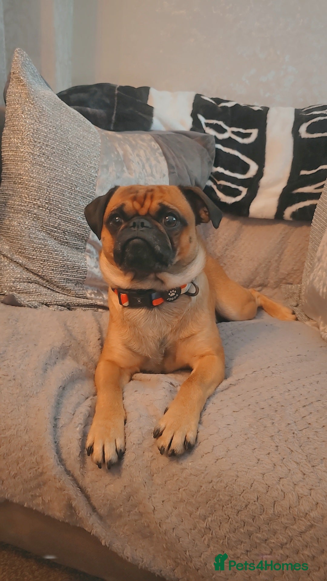 Mixed Breed dogs for sale: Beautiful Walter - Image 5