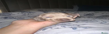 Dachshund 1