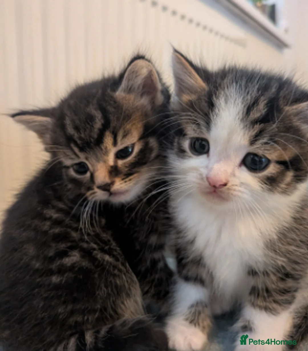 Mixed Breed cats for sale: Gorgeous Tabby & White Kittens in London - Advert 5