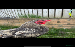 Chickens poultry for sale: Crested rock cockerel - Image 1