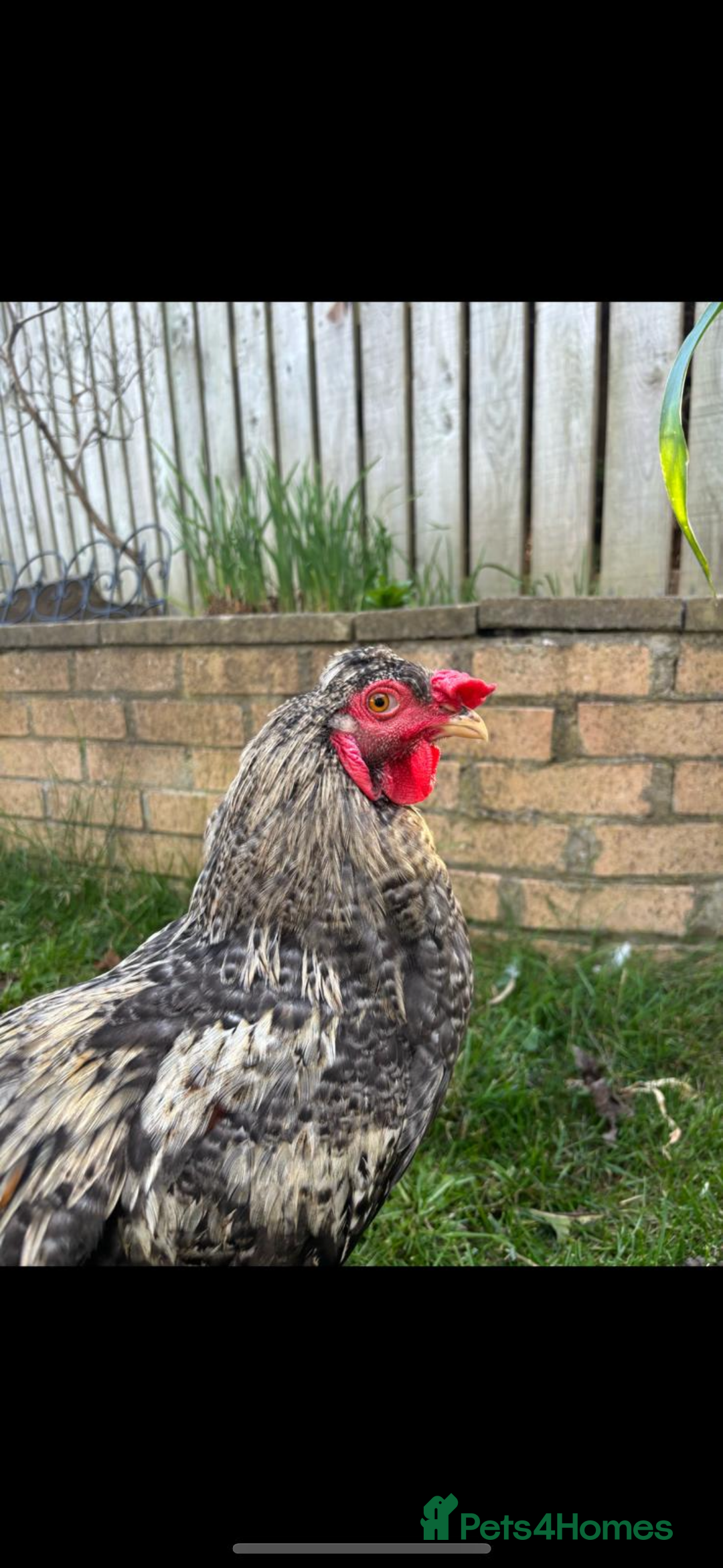 Chickens poultry for sale: Crested rock cockerel - Image 1