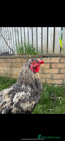 Chickens poultry - Advert 4