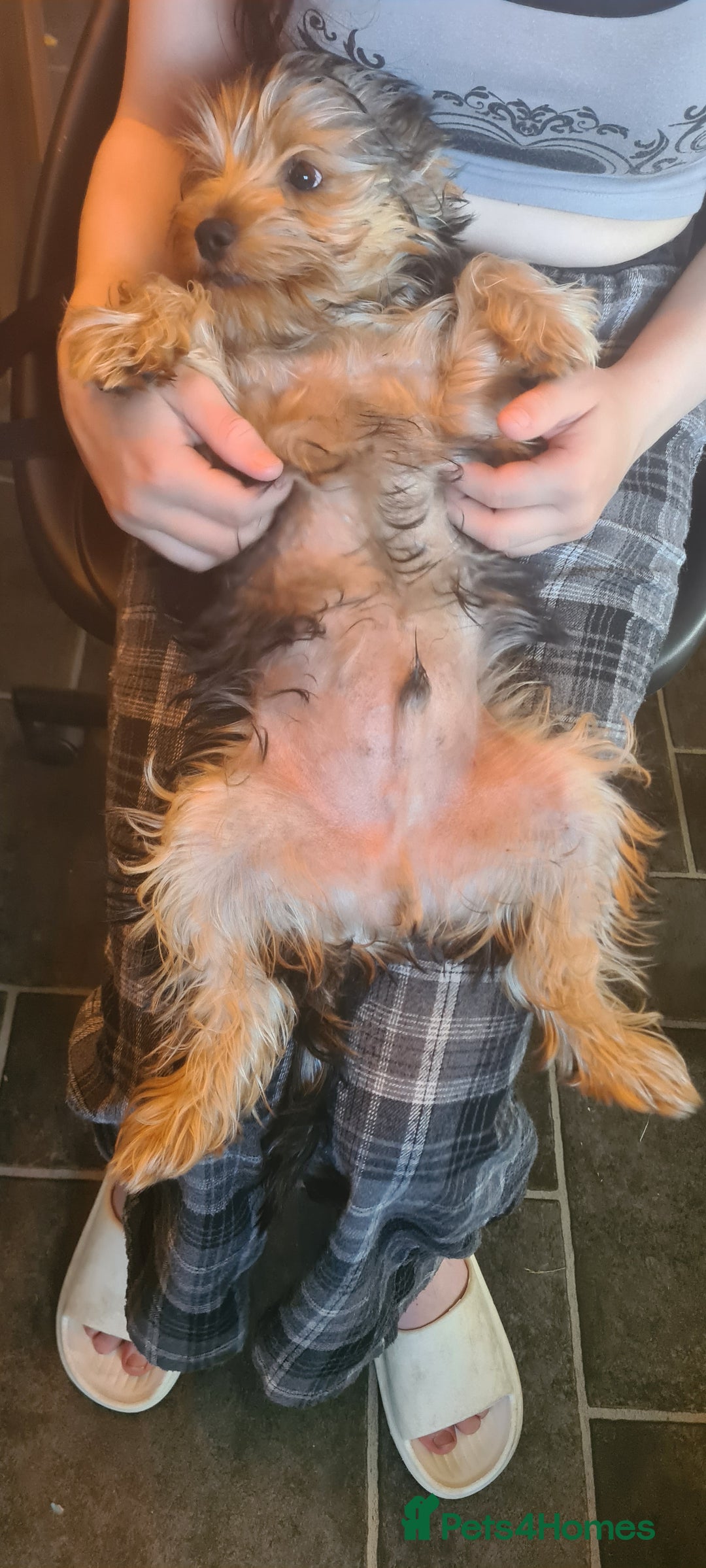 Yorkshire Terrier dogs for sale: Beautiful natured Yorkshire Terrier - Image 14