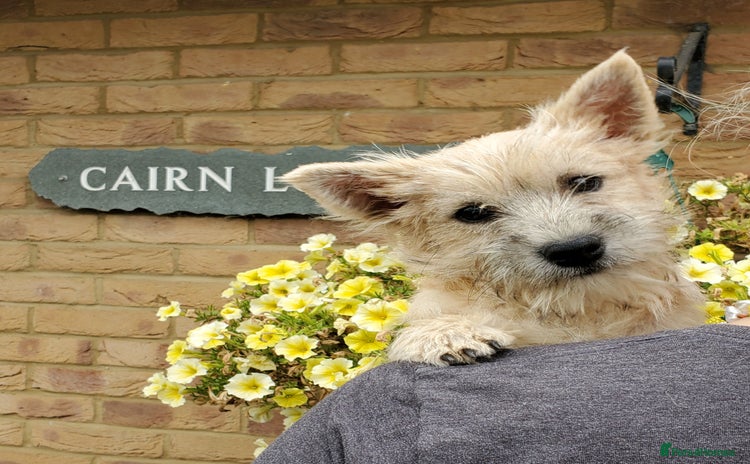 Cairn Terrier dogs - Advert 13