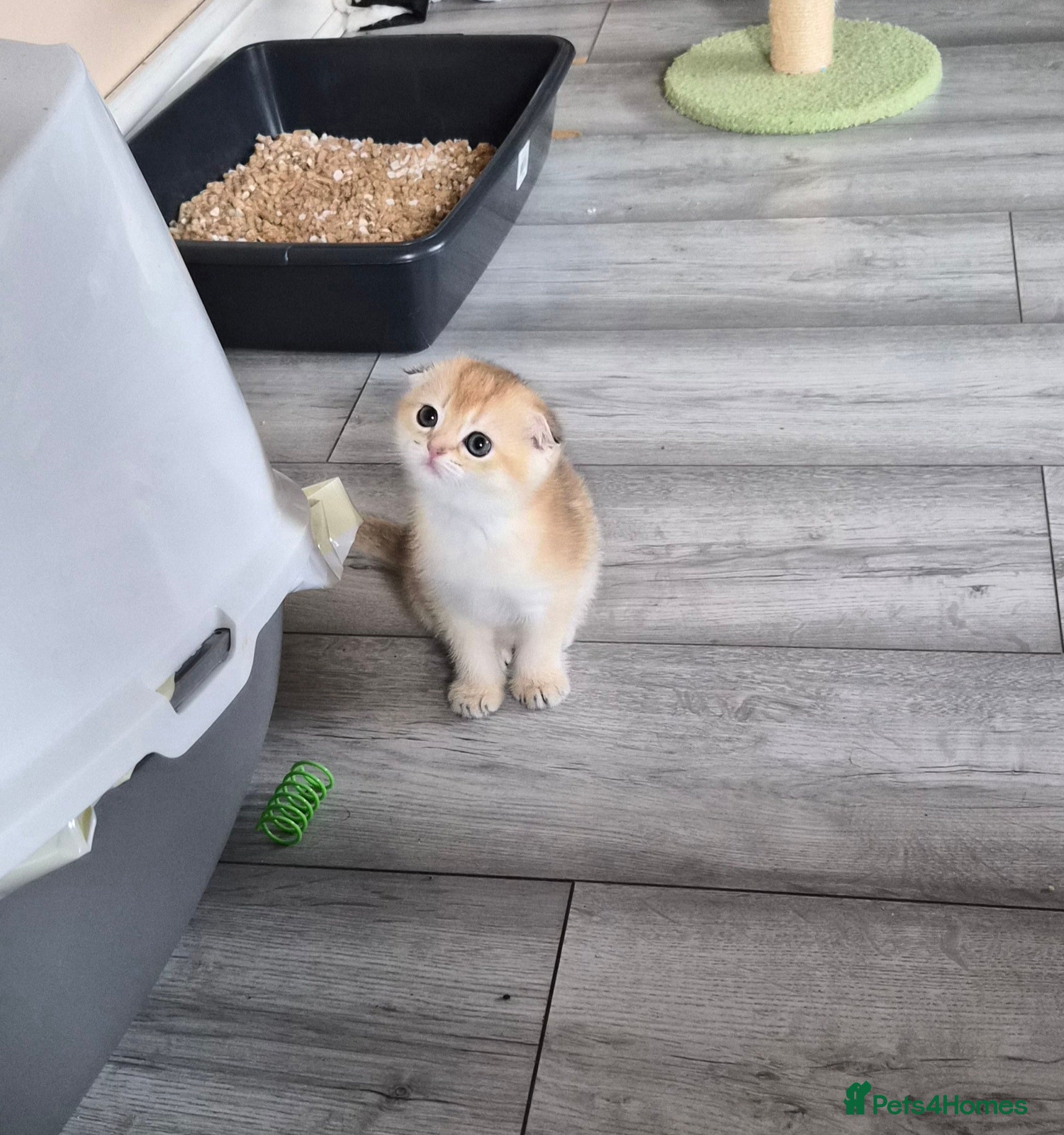 Scottish Fold cats Last folded girl left - Advert 8