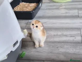 Scottish Fold cats Last folded girl left - Advert 9