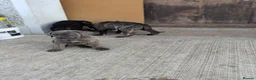Cane Corso dogs for sale: Cane Corso liter - Advert 6