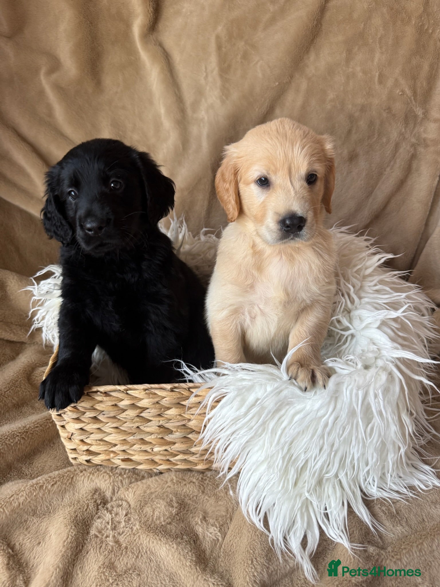 Mixed Breed dogs Golden flatties ❤️ ONLY LITTER IN UK ❤️ - Advert 2