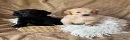 Mixed Breed dogs for sale: READY NOW  ❤️GOLDEN FLATTIES ❤️ ONLY 2 LEFT! ❤️  - Advert 3