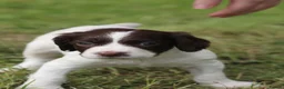 English Springer Spaniel dogs for sale: Springer spaniel puppies, Docked tails  in Hereford - Advert 9