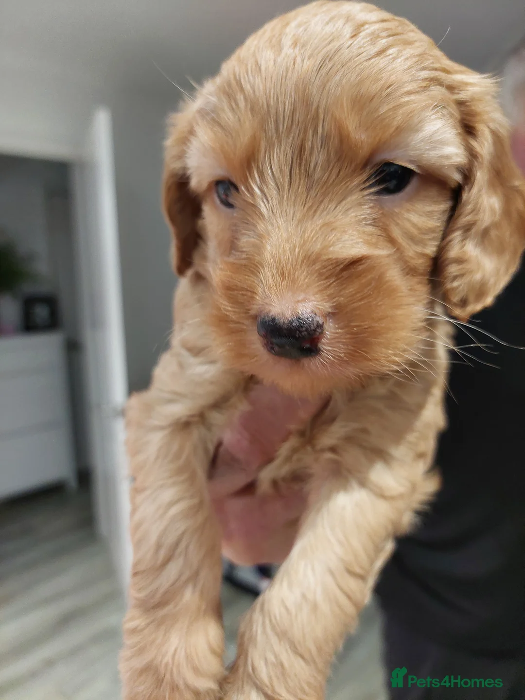 Toy Poodle dogs for sale: Top poodle - Advert 2