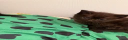 Mixed Breed cats for sale: Long Haired Main Coon Cross - Advert 7