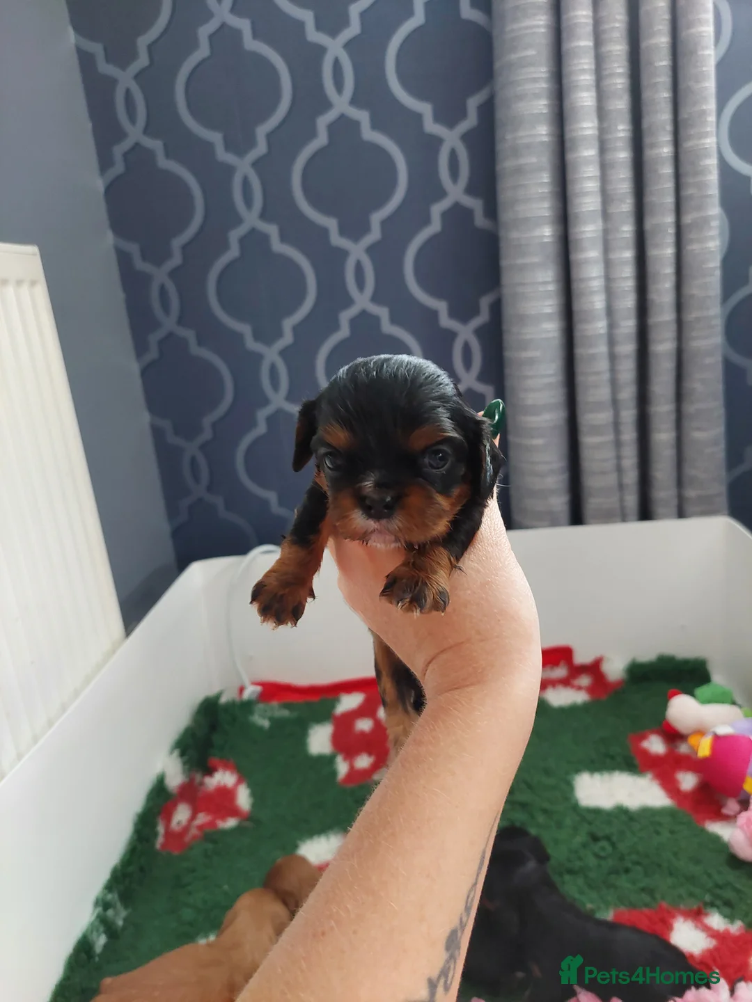 Cavalier King Charles Spaniel dogs for sale: KC Reg Cavalier king Charles Spaniel puppies - Advert 7