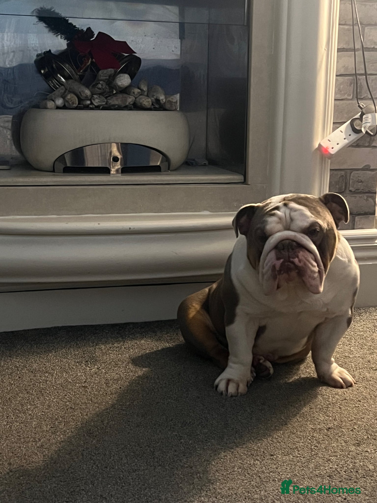 English Bulldog dogs English bulldog for stud - Advert 8