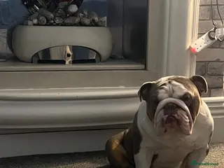 English Bulldog dogs English bulldog for stud - Advert 8