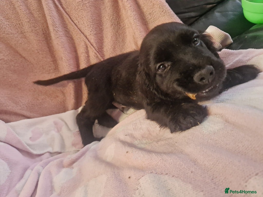 Cockerdor dogs Here is spencer hes the last boy  - Advert 1
