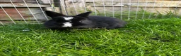 Netherland Dwarf rabbits for sale: Neverland dwarf  - Advert 9