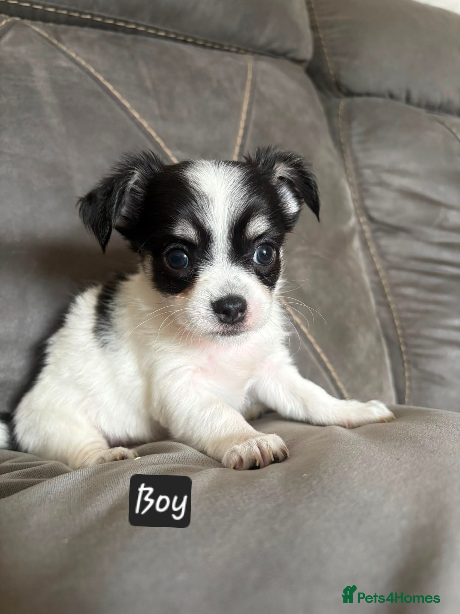 Chihuahua dogs Ready now Longhaired chihuahua puppies  - Advert 2
