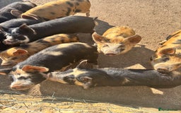 Pig livestock for sale: Gorgeous Kune Kune Piglets for sale - Image 1