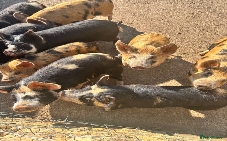 Pig livestock - Advert 3
