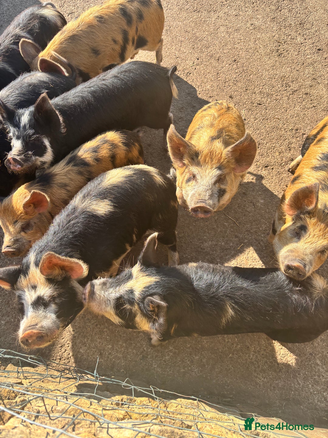 Pig livestock for sale: Gorgeous Kune Kune Piglets for sale - Image 1