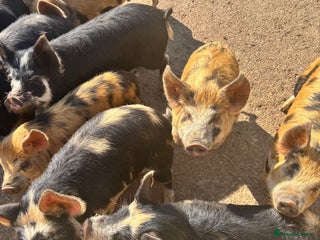 Pig livestock - Advert 13