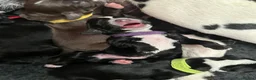 Mixed Breed dogs for sale: Cockermatian (Dalmatian x Working Cocker Spaniel) - Advert 26