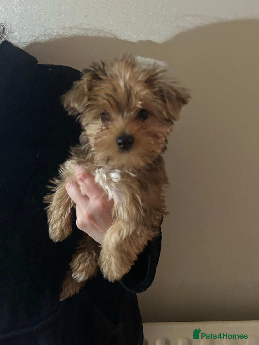 Biewer Terrier dogs for sale: Choco,black & ocean pearl Biewer Terrier - Advert 6