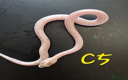 Corn Snake reptiles for sale: Corn snakes FROM £50 - Image 8