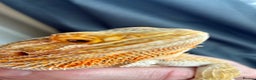 Bearded Dragon reptiles for sale: Beautiful Female bearded dragon with full set up  - Advert 4