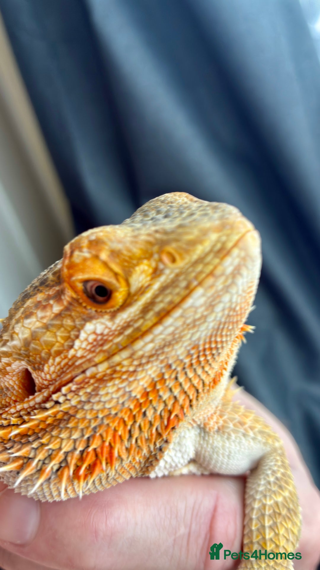 Bearded Dragon reptiles for sale: Beautiful Female bearded dragon with full set up  - Advert 4