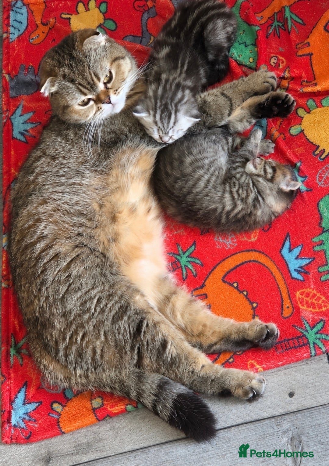 Scottish Fold cats for sale: Scottish Fold/Straight Kittens For Sale  - Advert 4