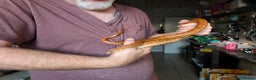 Corn Snake reptiles for sale: Corn snake - Advert 2