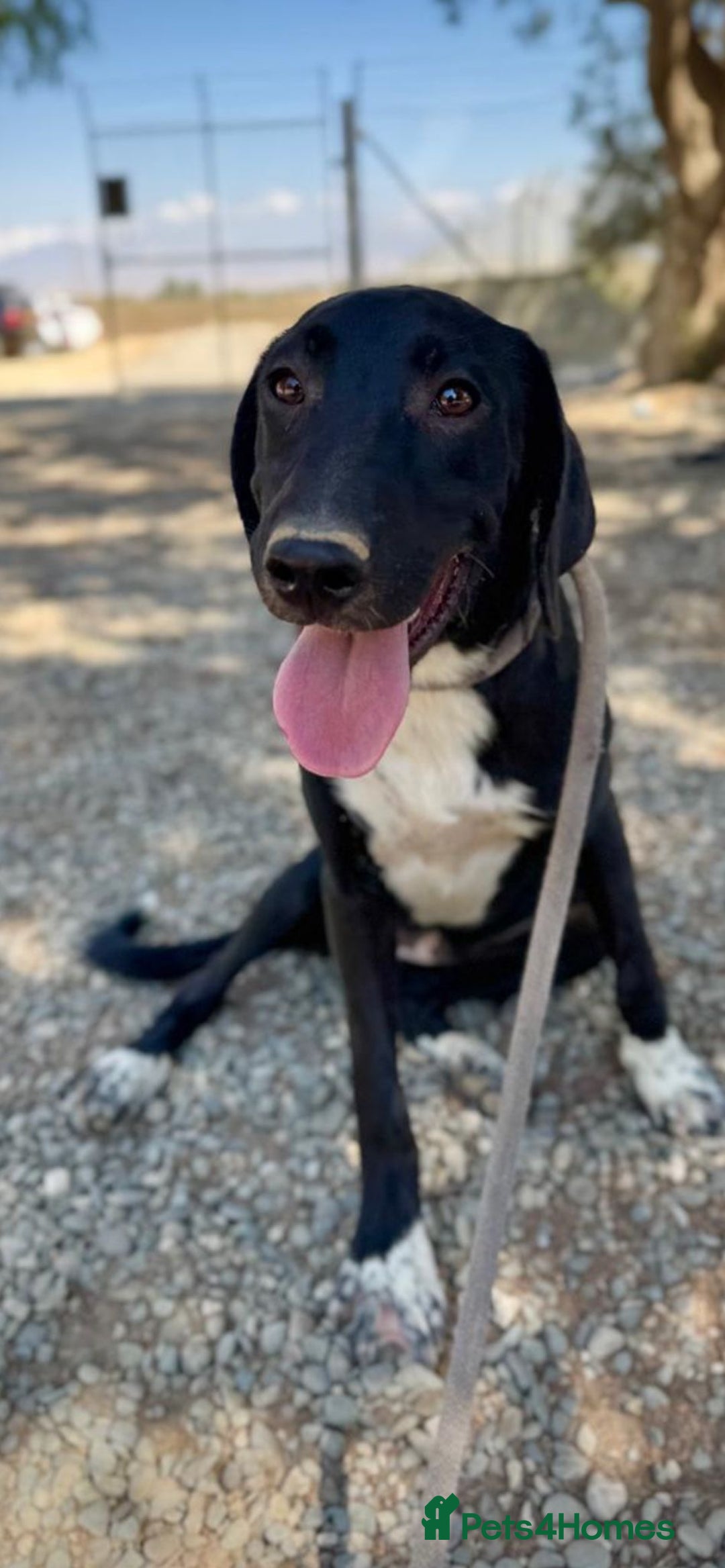 Mixed Breed dogs for adoption: Lovely lily is ready for her forever home - Advert 6