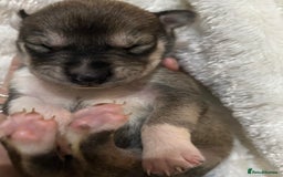 Mixed Breed dogs for sale: Husky staffy cross puppy - Advert 3