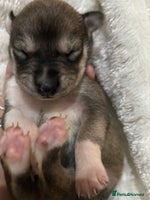 Mixed Breed dogs Husky staffy cross puppy - Advert 2