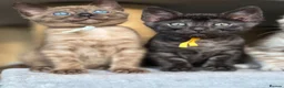 Bengal cats for sale: Gorgeous Health Tested Bengals  in Congleton - Advert 4