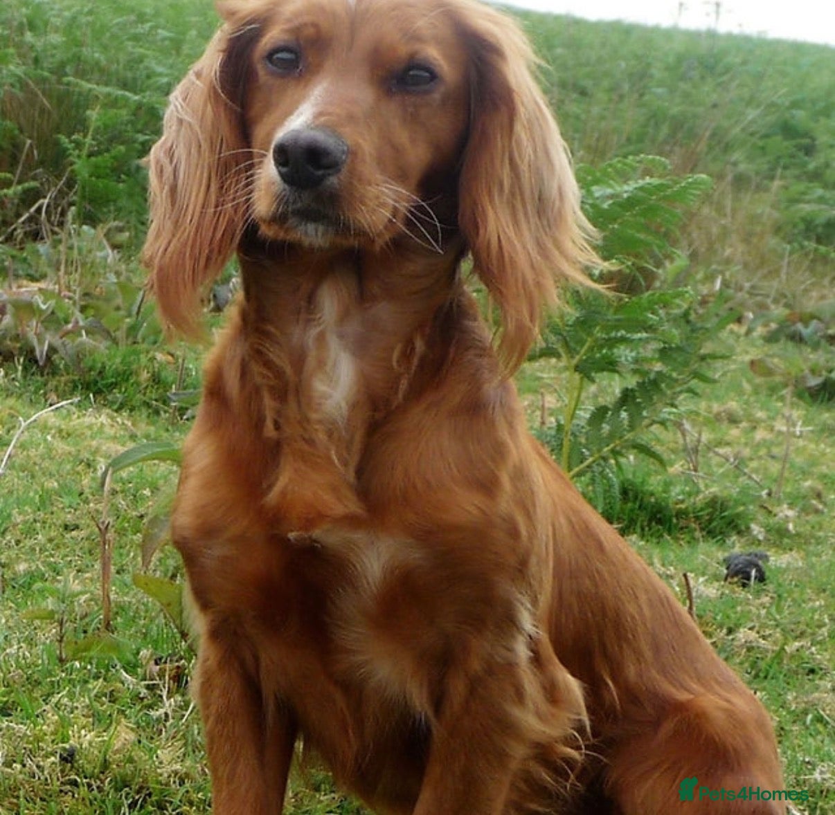 Cocker Spaniel dogs KC reg 11Wk WCS Puppy Needing Forever Home - Advert 1