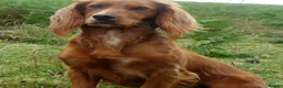 Cocker Spaniel dogs for sale: KC reg 11Wk WCS Puppy Needing Forever Home - Advert 1