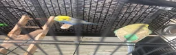 Budgerigars birds for sale: Budgies  - Advert 2