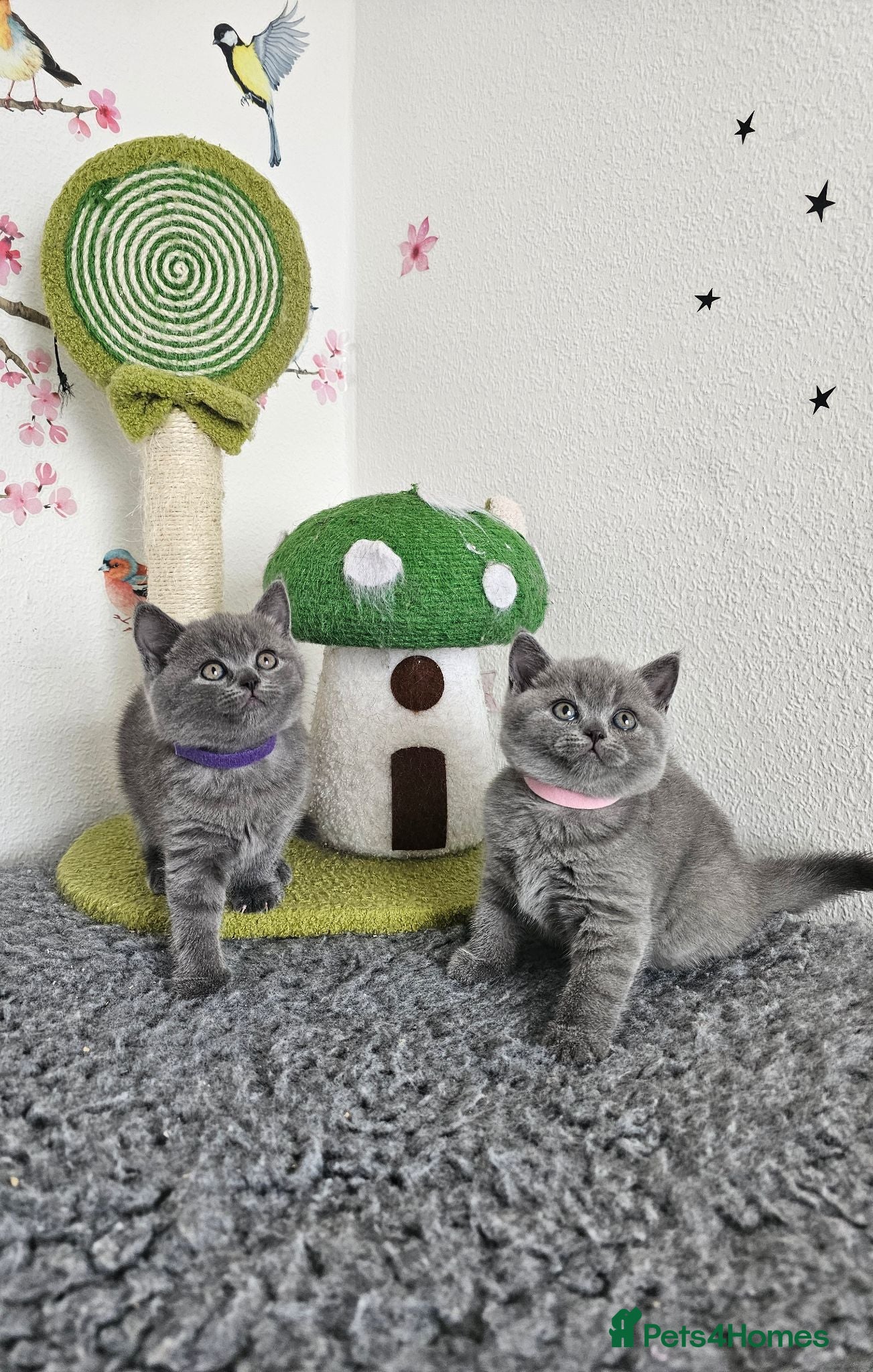 British Shorthair cats British Shorthair Kittens - Advert 1