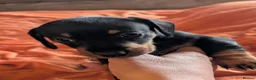 Dachshund dogs for sale: Dappled/Merl Dachshund puppies  - Advert 27