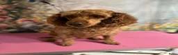 Cockapoo dogs for sale: Female cockerpoo - Advert 1